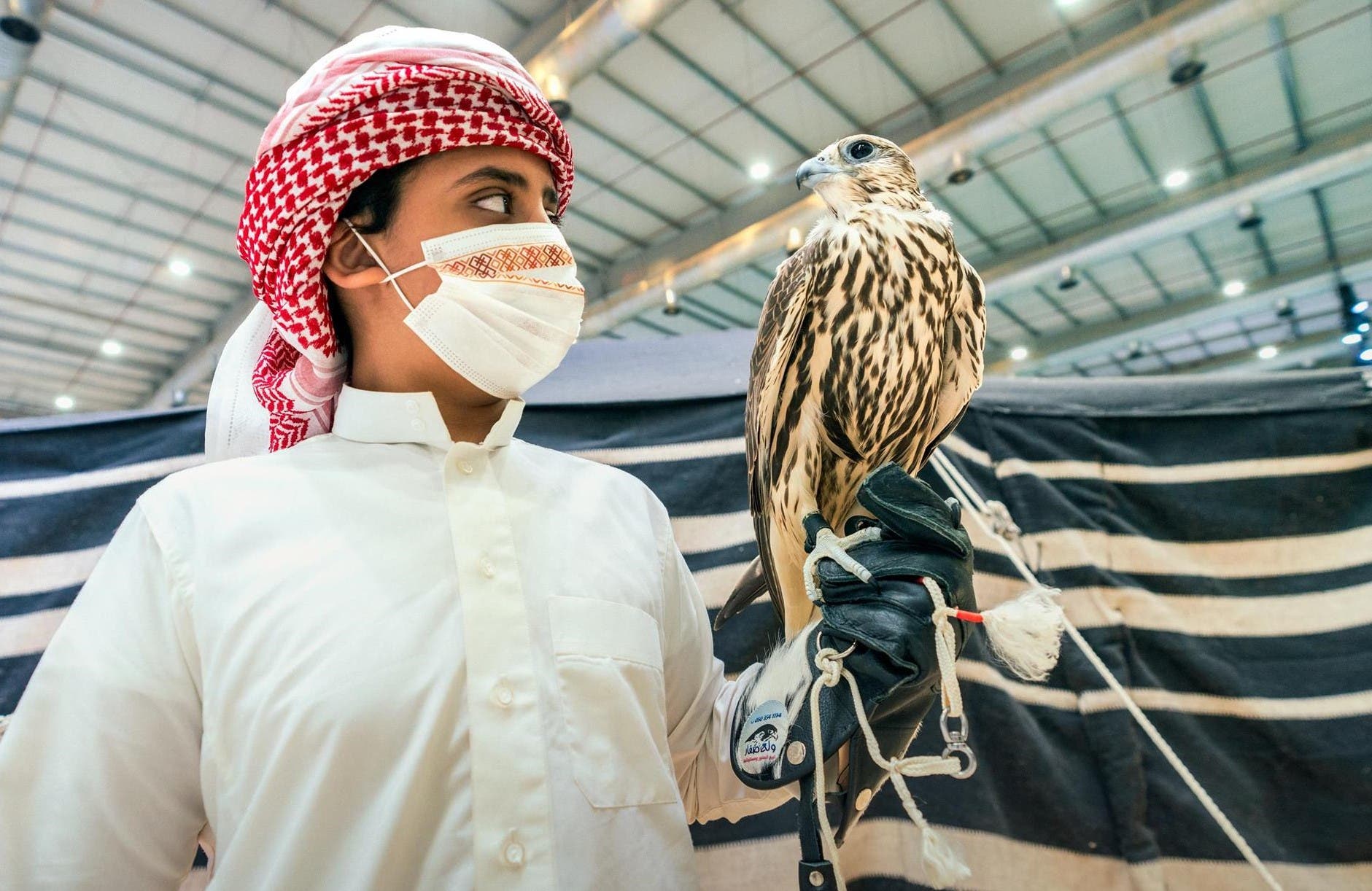 من الصقور المعروضة في المزاد
