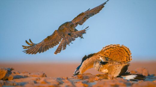 تصوير عبدالله العمير 7