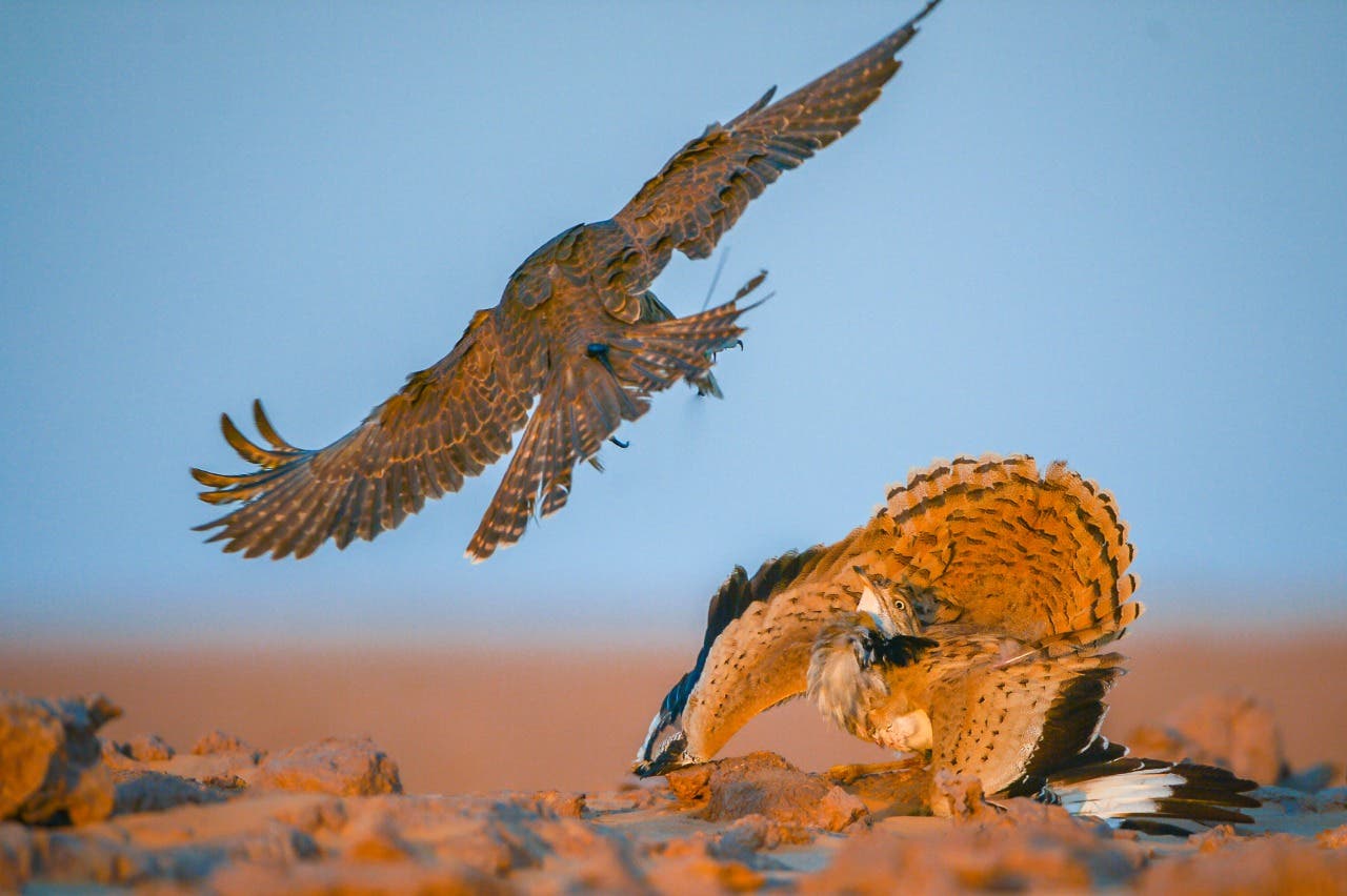 تصوير عبدالله العمير 7