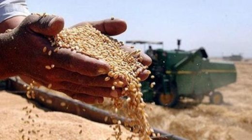 مصر تتطلع لزراعة 3.5 مليون فدان قمح في 2021-2022