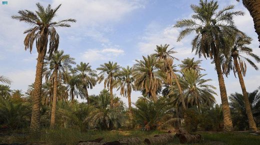 نخيل واحة الأحساء