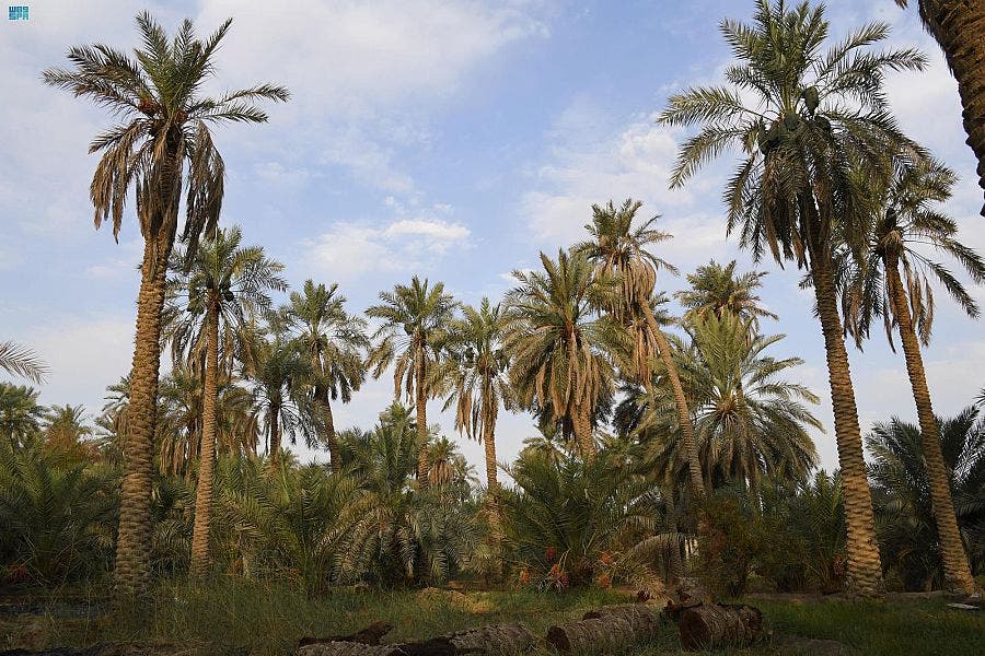 نخيل واحة الأحساء