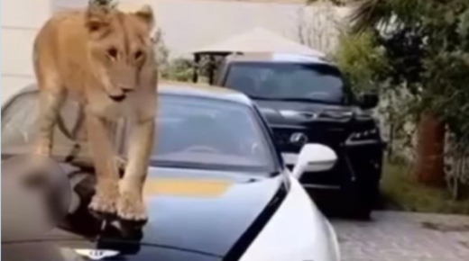 السعودية .. السلطات تكشف حقيقة حقيقة الأسد والسيارة الفارهة 