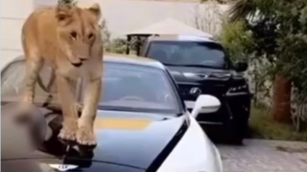 السعودية .. السلطات تكشف حقيقة حقيقة الأسد والسيارة الفارهة 