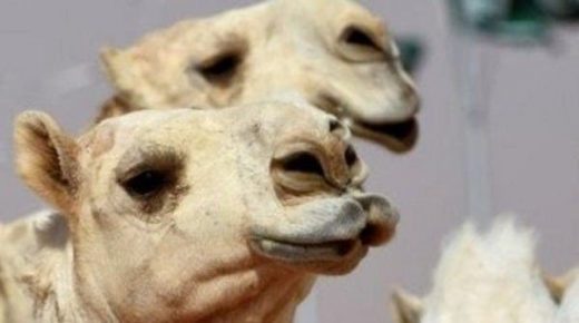 السعودية .. ضبط حالات شد وحقن في ساحات الإبل 