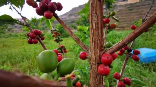 عام القهوة 2022 .. 30 دولة تجتمع في الرياض لعرض منتجاتها 