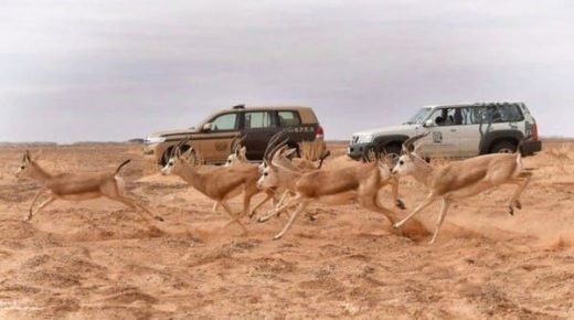 إعادة توطين محمية الملك سلمان للحياة البرية 65 دير ريم 