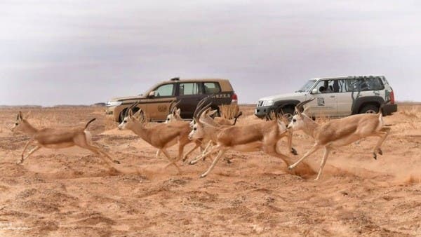إعادة توطين محمية الملك سلمان للحياة البرية 65 دير ريم 