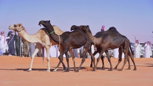 إلغاء فعاليات مهرجان الملك عبد العزيز للإبل 