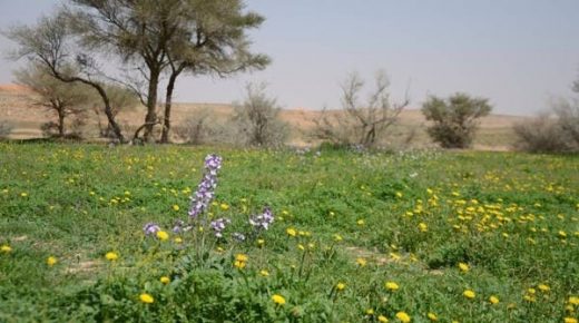 تدشين مشروع زراعة 400 ألف شتلة في محمية الإمام تركي بن ​​عبد الله الملكي 