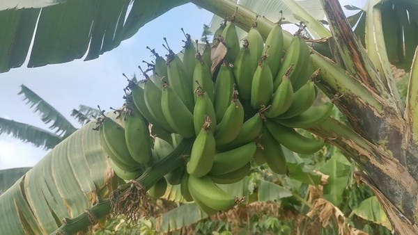 نوع نادر من الموز يزرع في جبال الحشر بجيزان .. ما هو؟ 