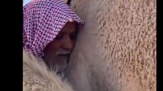 العشرة لا تجعل الأمر سهلا .. فيديو ساحر من السعودية لجمل شاهد صاحبه 