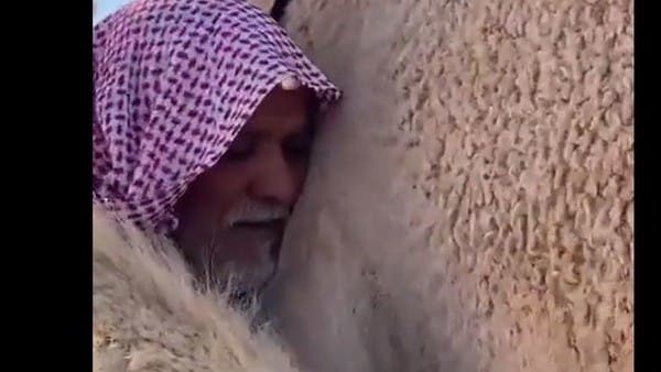 العشرة لا تجعل الأمر سهلا .. فيديو ساحر من السعودية لجمل شاهد صاحبه 