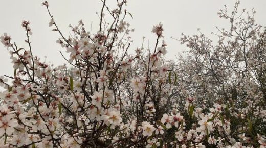 صور رائعة .. أشجار لوز منتشرة فوق سفوح جبال الباحة 