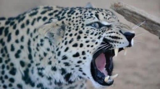 في يوم النمر العربي .. السعودية تقدم نموذجاً مميزاً لحمايته 