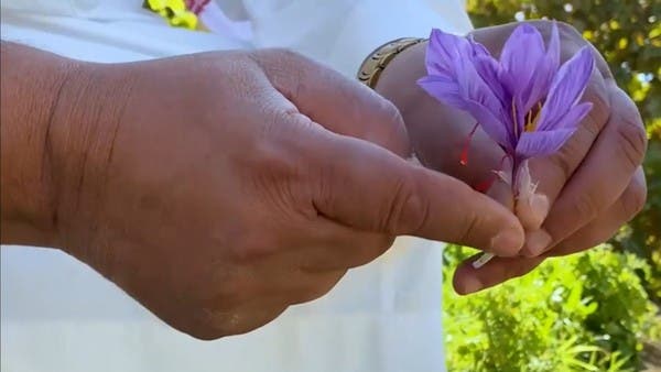 هل تعلم أن أغلى البهارات في العالم هي أهم مكونات القهوة السعودية؟ 