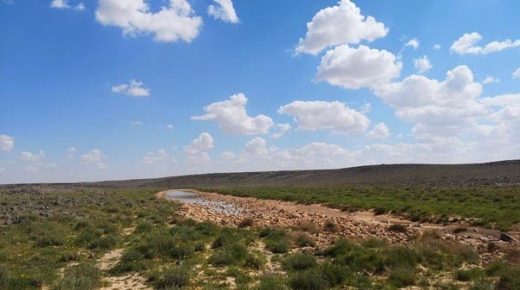 هكذا يمكنك زيارة المناطق المغلقة في محمية الملك سلمان الطبيعية 