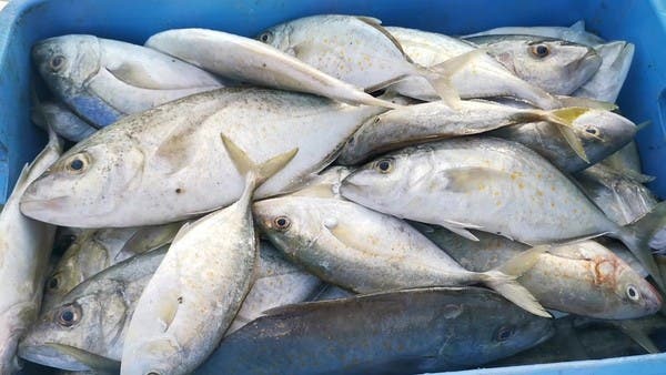 جزر فرسان ... موقع ساحر غني بالثروة السمكية 