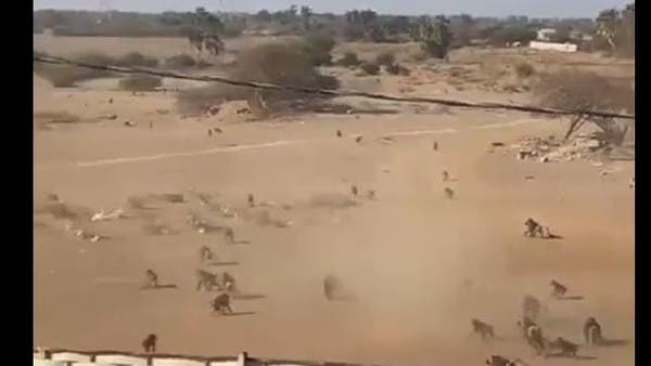 شاهد.. معركة حامية الوطيس بين قرود في السعودية.. وتحذير