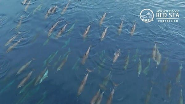 مشهد رائع بالبحر الاحمر… فيديو لدلافين تسبح مع أمهاتها