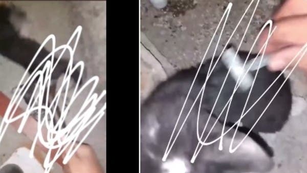 السعودية.. مطالبات بالقبض على “فهد” معذِّب القطط