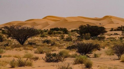 لمكافحة التصحر بالسعودية.. زراعة 12 مليون شجرة