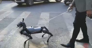 مش بتحتاج أكل ولا نضافة.. صينيون يستبدلون الكلاب الأليفة بـ “روبورت”