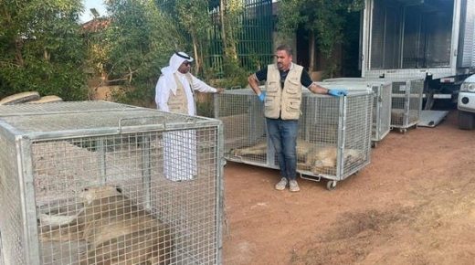 السعودية.. السيطرة على 8 أسود وذئب في استراحة خاصة