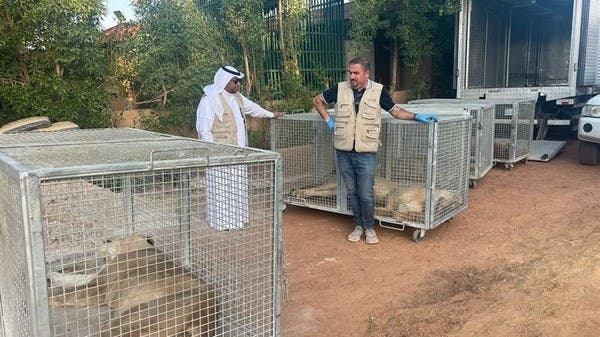 السعودية.. السيطرة على 8 أسود وذئب في استراحة خاصة