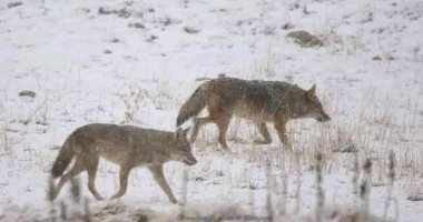 ما هى أبرز الحيوانات البحرية المهددة بالانقراض.. تقرير يجيب