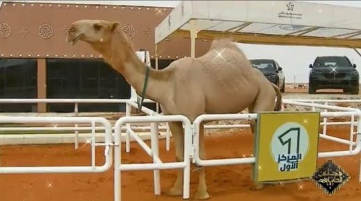 أول امرأة ستتوج في الحفل الختامي لمهرجان الإبل.. ماذا قالت؟