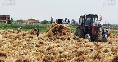 اكتشاف هام لتقنية الزراعة القديمة يمكن أن يثبّت حجم المحاصيل