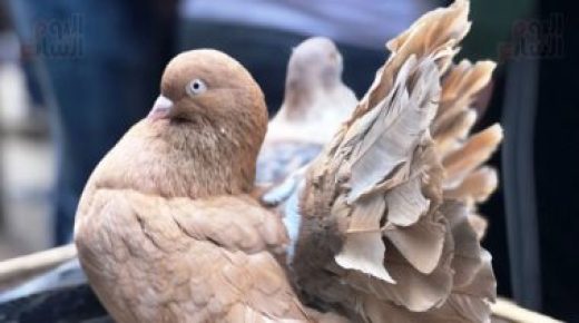 أسطورة غريبة فى أمريكا: الطيور تنفجر إذا أطعمتها الأرز