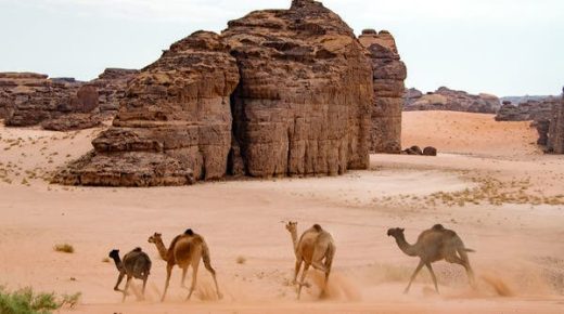 بجوائز تبلغ 80 مليون ريال.. انطلاق “كأس العلا للهجن”