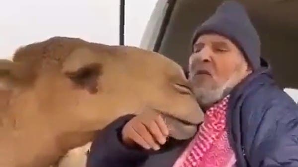 فيديو مليء بالحنين.. ناقة ترحب بصاحبها بعد غيابه بسبب المرض