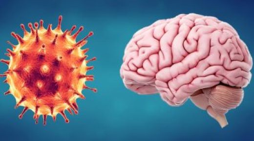 العلماء يرسمون الخريطة الأكثر تعقيدًا حتى الآن لـ “أسلاك” دماغ حشرة.. اعرف إزاى