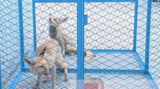 بالفيديو.. السيطرة على ثعلب عربي داخل حي سكني في الجبيل