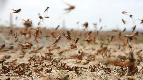 تحذيرات من جمع الجراد في مكة والمدينة