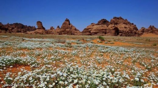 صور تخطف الأنظار.. الأقحوان تزين جبال “المسمى” السعودية