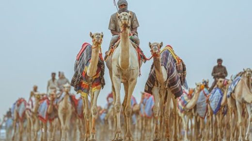 “كأس العلا للهجن” يقدم أعلى جوائز مالية بالعالم