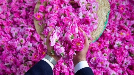 64 مليون ريال حجم استثمارات الورد الطائفي