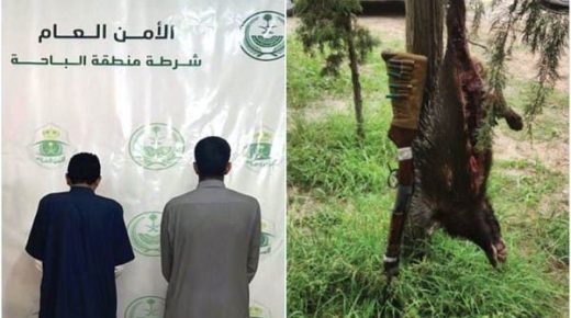 القبض على مواطنين لاصطيادهما “نيص” مهددا بالانقراض في الباحة