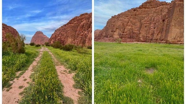 تباشير الربيع بين جبال “الزيتة” الشهيرة في تبوك