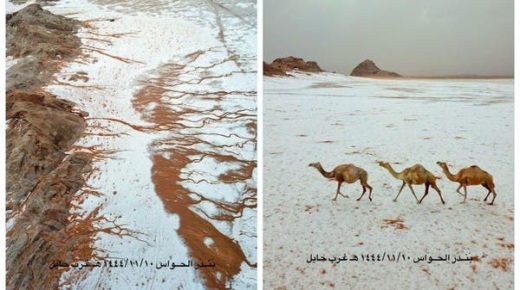 مشاهد مبهرة لقافلة إبل تسير وسط ثلوج حائل