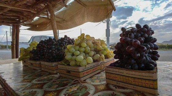 زراعة العنب بنجران.. فصول نجاح وتمسك بالموروث