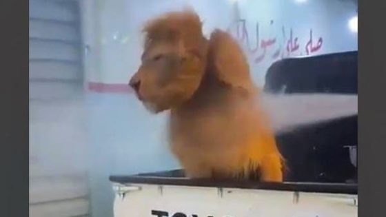 فيديو أثار الغضب.. الحياة الفطرية بالسعودية تكشف مكان غسيل الأسد