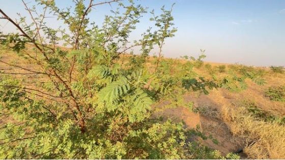 وسط الصحراء والسهول.. زراعة مليون شتلة في “واحة بريدة”